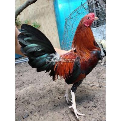 Gà Huyện Củ Chi - Hồ Chí Minh Điều Chân Trắng Trạng 1kg2