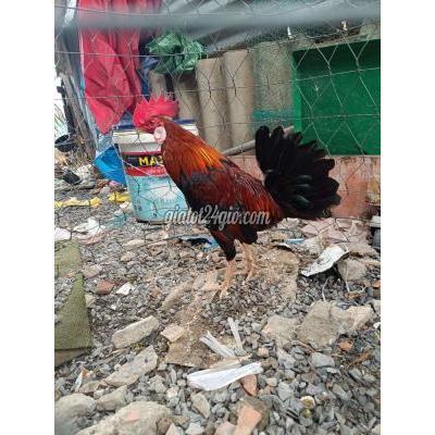 Gà Quận 8 - Hồ Chí Minh Điều Zin Gà Quận 8 - Hồ Chí Minh Điều Zin
