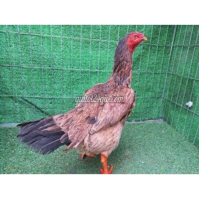 Gà Quận 7 - Hồ Chí Minh Gà Mái Điều Asil Pakistan Mẻ Hiệu Tràng 3kg Gà Quận 7 - Hồ Chí Minh Gà Mái Điều Asil Pakistan Mẻ Hiệu Tràng 3kg