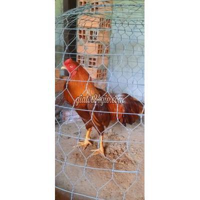 Gà Huyện Bình Chánh - Hồ Chí Minh Cập Gà Khét 3kg Gà Huyện Bình Chánh - Hồ Chí Minh Cập Gà Khét 3kg