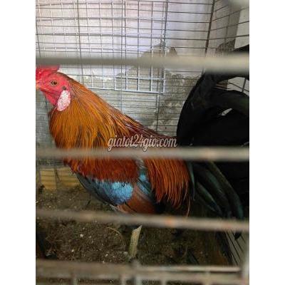 Gà Thành Phố Thủ Đức - Hồ Chí Minh Gà Lai Mỹ 2.2. Giao Lưu Gà Lớn Kí Gà Thành Phố Thủ Đức - Hồ Chí Minh Gà Lai Mỹ 2.2. Giao Lưu Gà Lớn Kí