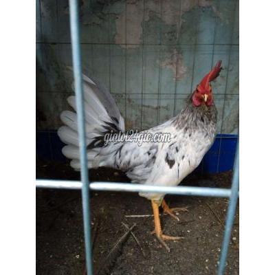 Gà Quận 12 - Hồ Chí Minh Xám Bông Cubans 1kg5 Gà Quận 12 - Hồ Chí Minh Xám Bông Cubans 1kg5