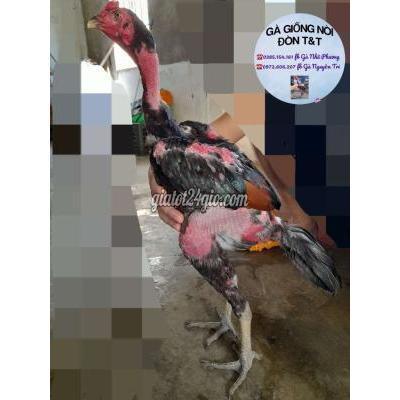 Gà Quận 12 - Hồ Chí Minh 2 Trống Đòn Dòng Phá Xương 1.9kg Gà Quận 12 - Hồ Chí Minh 2 Trống Đòn Dòng Phá Xương 1.9kg