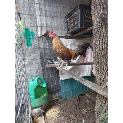 Gà Huyện Bình Chánh - Hồ Chí Minh Ga Tre Cu Lai