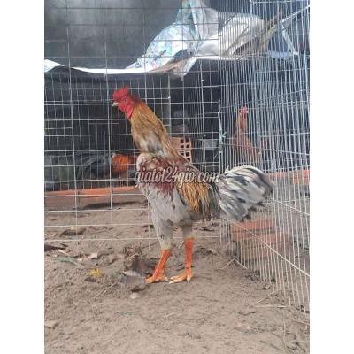 Gà Huyện Nhà Bè - Hồ Chí Minh Xám Chuối 3k350 Vừa Vào Bội Ae Thích Lh Mình