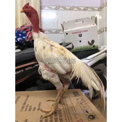 Gà Quận Bình Thạnh - Hồ Chí Minh Gà Đòn Màu Hiếm Trạng Khủng 3kg8 Thay Lông