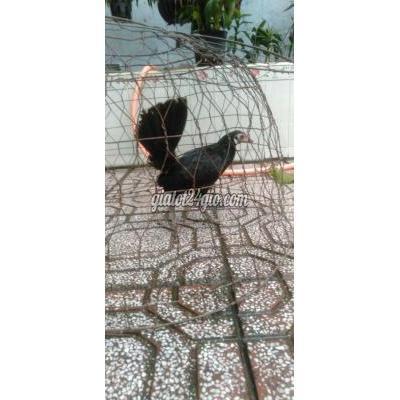 Gà Thành Phố Thủ Đức - Hồ Chí Minh Mái Ô Cuban F1 Chuẩn Fom Đang Đẻ Lứa So Gà Thành Phố Thủ Đức - Hồ Chí Minh Mái Ô Cuban F1 Chuẩn Fom Đang Đẻ Lứa So