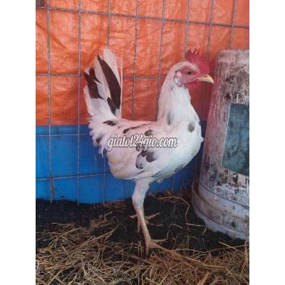 Gà Quận 5 - Hồ Chí Minh Tre Cuban Mã Lại 5th Gà Quận 5 - Hồ Chí Minh Tre Cuban Mã Lại 5th