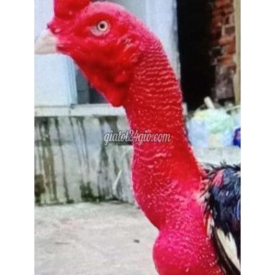 Gà Huyện Bình Chánh - Hồ Chí Minh Khủng Long Gà Đòn Bình Định Có 39 Con