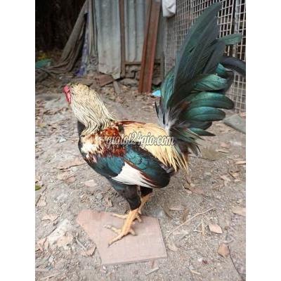 Gà Quận Bình Thạnh - Hồ Chí Minh Gà Tre Chuối Mỹ 1kg1 1 Mắt Cản Mái