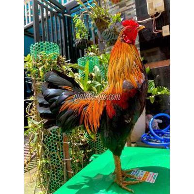 Gà Quận 12 - Hồ Chí Minh Que 1kg150 Tay Tròn Quay Về Mồi Chơi Bổn Bao Đâm Gà Quận 12 - Hồ Chí Minh Que 1kg150 Tay Tròn Quay Về Mồi Chơi Bổn Bao Đâm