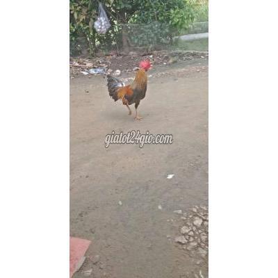 Gà Huyện Trà Cú - Trà Vinh Tay 1 Cuc Gà Huyện Trà Cú - Trà Vinh Tay 1 Cuc