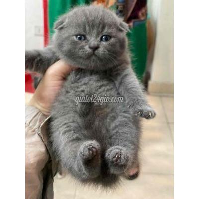 Mèo Thành Phố Thủ Dầu Một - Bình Dương Mèo Aln 2 Tháng Tủi Mèo Thành Phố Thủ Dầu Một - Bình Dương Mèo Aln 2 Tháng Tủi