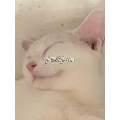 Mèo Thành Phố Thuận An - Bình Dương Bán Em Mèo Anh Lông Ngắn Cái, 1năm Tuổi Mèo Thành Phố Thuận An - Bình Dương Bán Em Mèo Anh Lông Ngắn Cái, 1năm Tuổi