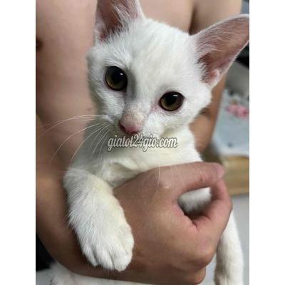 Mèo Quận Thanh Khê - Đà Nẵng Nhà Đông Con Cần Tìm Bố Mẹ Mới Cho Bé Mèo Anh Lôn Mèo Quận Thanh Khê - Đà Nẵng Nhà Đông Con Cần Tìm Bố Mẹ Mới Cho Bé Mèo Anh Lôn