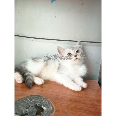 Mèo Quận Bắc Từ Liêm - Hà Nội Aln Sliver Tabby Cái Mèo Quận Bắc Từ Liêm - Hà Nội Aln Sliver Tabby Cái