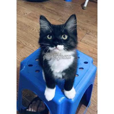 Mèo Quận Cầu Giấy - Hà Nội Mèo Con Đi Tất Dễ Thương