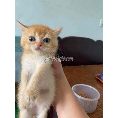 Mèo Quận Bắc Từ Liêm - Hà Nội Đực Golden Mèo Nhỏ