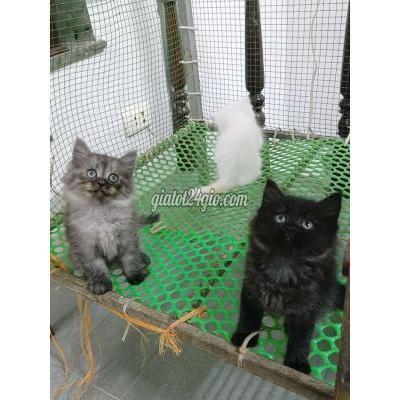 Mèo Quận Ba Đình - Hà Nội Mèo Ald Màu Đen Và Xám