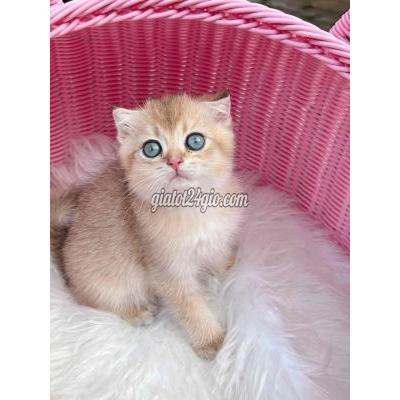 Mèo Huyện Thanh Trì - Hà Nội 3 Bé Đực Golden Cụp Mèo Huyện Thanh Trì - Hà Nội 3 Bé Đực Golden Cụp