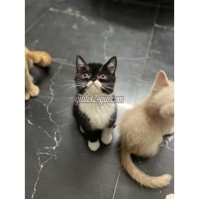 Mèo Quận Hà Đông - Hà Nội Mèo Anh Lông Ngắn Mèo Quận Hà Đông - Hà Nội Mèo Anh Lông Ngắn