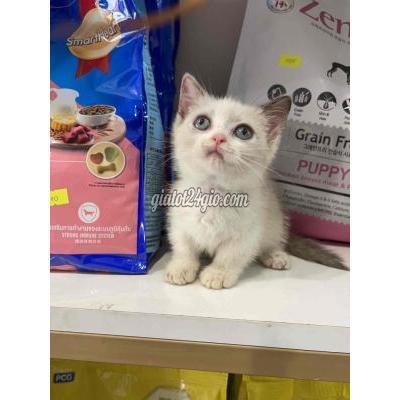 Mèo Huyện Chương Mỹ - Hà Nội Mèo Aln Munchkin Chân Lùn Màu Bililac 2 Tháng Tuôi Mèo Huyện Chương Mỹ - Hà Nội Mèo Aln Munchkin Chân Lùn Màu Bililac 2 Tháng Tuôi