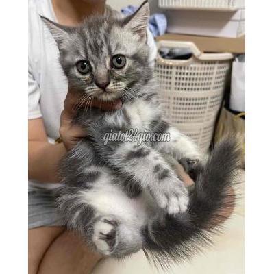 Mèo Quận Hoàn Kiếm - Hà Nội Chương Dương Độ - 4 Bé Anl Xinh Xắn Tìm Chủ Mới Mèo Quận Hoàn Kiếm - Hà Nội Chương Dương Độ - 4 Bé Anl Xinh Xắn Tìm Chủ Mới