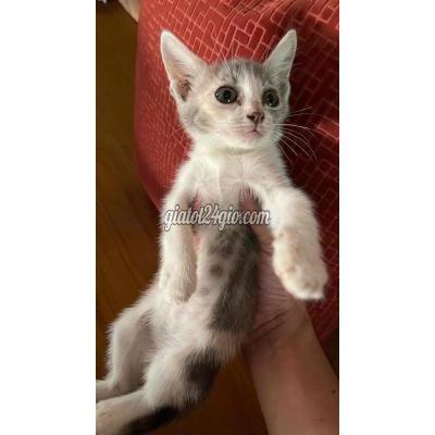 Mèo Quận 7 - Hồ Chí Minh Aln Lai Cái Mèo Quận 7 - Hồ Chí Minh Aln Lai Cái