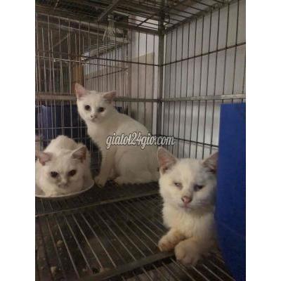 Mèo Quận 8 - Hồ Chí Minh Mèo Anh Lông Ngắn Trắng Full Mắt Xanh Mèo Quận 8 - Hồ Chí Minh Mèo Anh Lông Ngắn Trắng Full Mắt Xanh