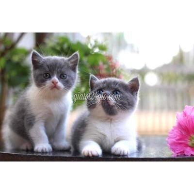 Mèo Thành Phố Thủ Đức - Hồ Chí Minh Mèo Bicolor Ú Nu Tim Nhà Mới Mèo Thành Phố Thủ Đức - Hồ Chí Minh Mèo Bicolor Ú Nu Tim Nhà Mới