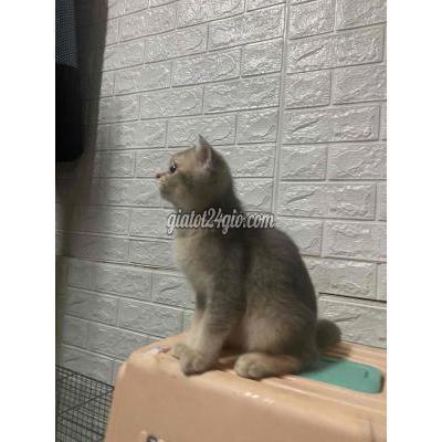 Mèo Thành Phố Thủ Đức - Hồ Chí Minh Mèo Aln Blue Golden Thuần Chủng 5th Tuổi Đã Tiêm 3 Mèo Thành Phố Thủ Đức - Hồ Chí Minh Mèo Aln Blue Golden Thuần Chủng 5th Tuổi Đã Tiêm 3