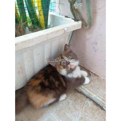 Mèo Quận 12 - Hồ Chí Minh Mèo Aln Cái Chân Ngắn