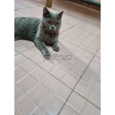 Mèo Quận 6 - Hồ Chí Minh Tìm Nhà Mới Cho Bé Mèo Cái Xám Xanh