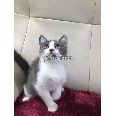 Mèo Thành Phố Thủ Đức - Hồ Chí Minh Mèo Anh Lông Ngắn Bicolor Mèo Thành Phố Thủ Đức - Hồ Chí Minh Mèo Anh Lông Ngắn Bicolor