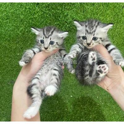 Mèo Thành Phố Thủ Đức - Hồ Chí Minh Mèo Anh Lông Ngắn Tabby Lợ Mèo Thành Phố Thủ Đức - Hồ Chí Minh Mèo Anh Lông Ngắn Tabby Lợ