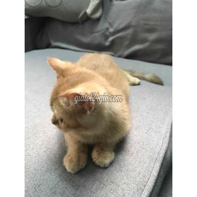 Mèo Thành Phố Thủ Đức - Hồ Chí Minh Mèo Golden Aln Mèo Thành Phố Thủ Đức - Hồ Chí Minh Mèo Golden Aln