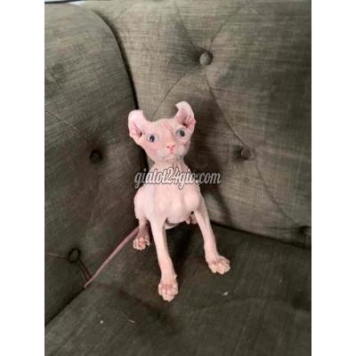 Mèo Quận 12 - Hồ Chí Minh Mèo Ko Long Đực 3 Thang Tuôi Mèo Quận 12 - Hồ Chí Minh Mèo Ko Long Đực 3 Thang Tuôi