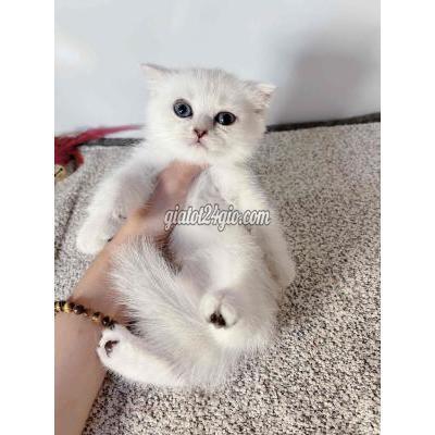 Mèo Quận 4 - Hồ Chí Minh Bé Gái Silver Tai Cụp Mèo Quận 4 - Hồ Chí Minh Bé Gái Silver Tai Cụp