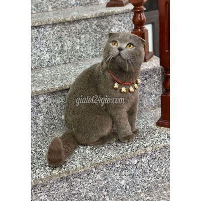 Mèo Huyện Củ Chi - Hồ Chí Minh Mèo Aln Tai Cụp Mèo Huyện Củ Chi - Hồ Chí Minh Mèo Aln Tai Cụp