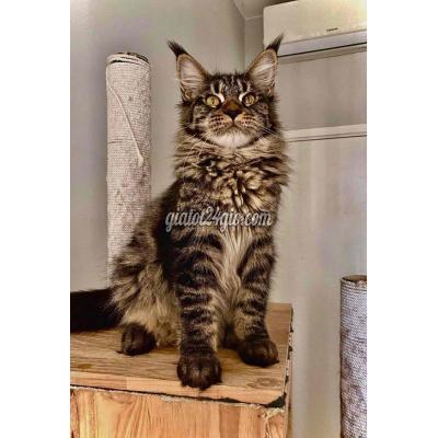 Mèo Quận Bình Thạnh - Hồ Chí Minh Maine Coon