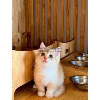 Mèo Quận Tân Phú - Hồ Chí Minh Mèo Aln Golden Munchkin Tone Sáng Mặt Đẹp Mèo Quận Tân Phú - Hồ Chí Minh Mèo Aln Golden Munchkin Tone Sáng Mặt Đẹp