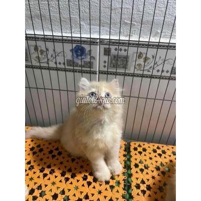 Mèo Quận Bình Thạnh - Hồ Chí Minh Mèo Anh Lông Dài ( Bé Cái ) 2 Tháng Tuổi Mèo Quận Bình Thạnh - Hồ Chí Minh Mèo Anh Lông Dài ( Bé Cái ) 2 Tháng Tuổi