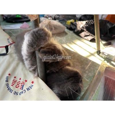 Mèo Quận 11 - Hồ Chí Minh Cần Gả Bé Mèo Anh Lông Dài (cái) 2 Tuổi Rưỡi Mèo Quận 11 - Hồ Chí Minh Cần Gả Bé Mèo Anh Lông Dài (cái) 2 Tuổi Rưỡi