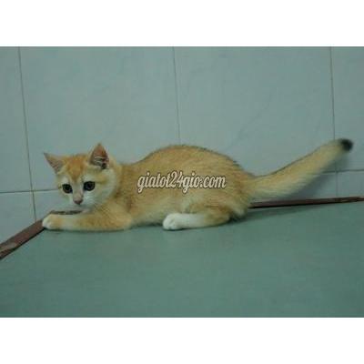 Mèo Quận 8 - Hồ Chí Minh Mèo Golden Nhà Đẻ. Có Thể Làm Phả...^!! Mèo Quận 8 - Hồ Chí Minh Mèo Golden Nhà Đẻ. Có Thể Làm Phả...^!!