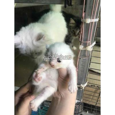 Mèo Huyện Củ Chi - Hồ Chí Minh Mèo Đực Ald Mèo Huyện Củ Chi - Hồ Chí Minh Mèo Đực Ald