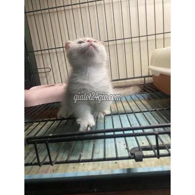 Mèo Quận Tân Phú - Hồ Chí Minh Munkinbi Silver Gen Golden Lùn Cụp Đực Fom To Mèo Quận Tân Phú - Hồ Chí Minh Munkinbi Silver Gen Golden Lùn Cụp Đực Fom To