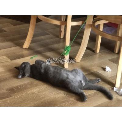 Mèo Quận Gò Vấp - Hồ Chí Minh Mèo Aln Xám (mèo Anh Lông Ngắn) Mèo Quận Gò Vấp - Hồ Chí Minh Mèo Aln Xám (mèo Anh Lông Ngắn)