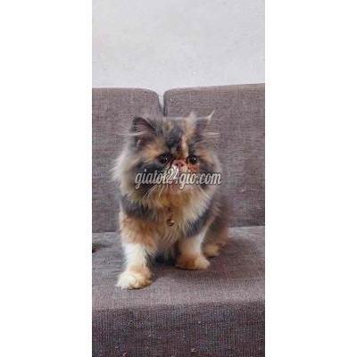 Mèo Quận 12 - Hồ Chí Minh 34 Vip Lông Dài Mặt Tịt Form Siêu Đẹp Q12