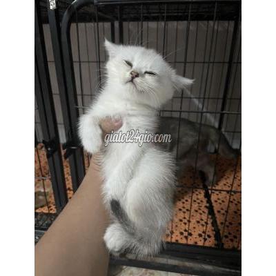 Mèo Thành Phố Thủ Đức - Hồ Chí Minh Mèo Anh Long Ngắn Sliver