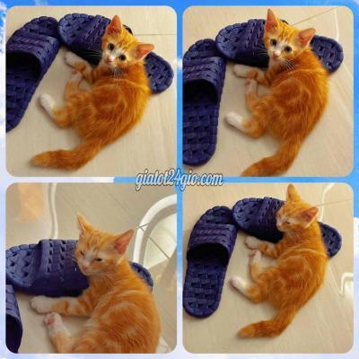 Mèo Thành Phố Thủ Đức - Hồ Chí Minh Cần Tìm Chủ Mới Cho Bé Mèo Cái Vàng Tabby Mèo Thành Phố Thủ Đức - Hồ Chí Minh Cần Tìm Chủ Mới Cho Bé Mèo Cái Vàng Tabby
